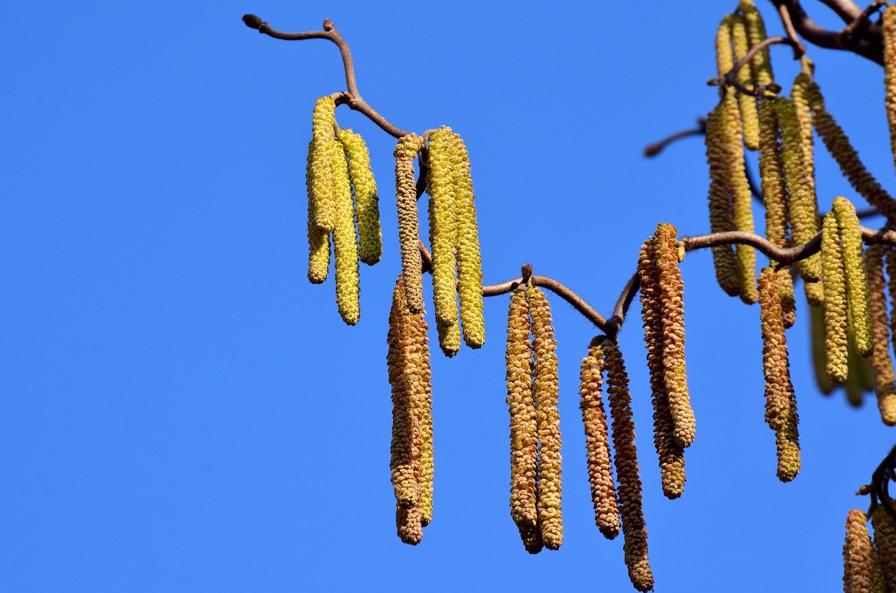 Safety Measures for Allergy Sufferers